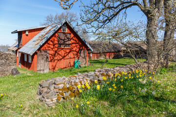 Old farm houses with blooming Daffodil flowers in the garden in early spring