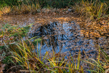 Magic pond is strewn with golden red oak leaves. Evergreen and aquatic plants grow on shore. Reflection of plants and blue sky in water. Golden autumn in Landscaped garden. Relaxation atmosphere..
