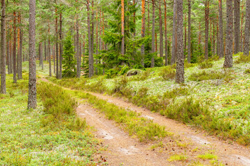 Dirt road in a coniferous forest