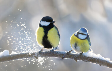 Little songbirds sitting on branch with snow. The blue tit ( Parus caeruleus ) and great tit (Parus...