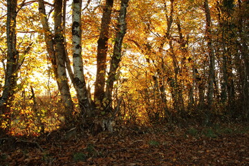 Obraz premium Backlit trees close to sunset.