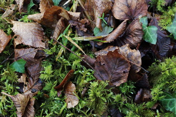 Dead leaves on a bed of moss.