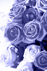 Beautiful very peri rose flower bouquet close-up.