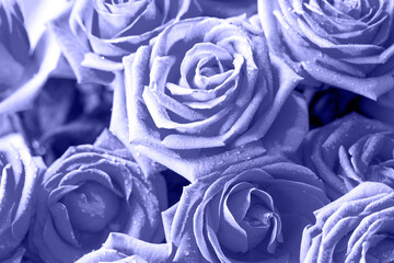 Beautiful very peri rose flower bouquet close-up.