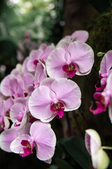 Naklejka na ściany i meble orchids