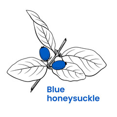 Blue honeysuckle logo template. Hand drawn honeysuckle branch. Stock vector emblem.