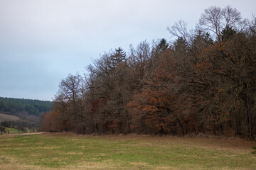 Obraz premium Wald im Herbst