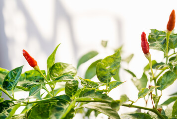 Fresh chili peppers on the branch