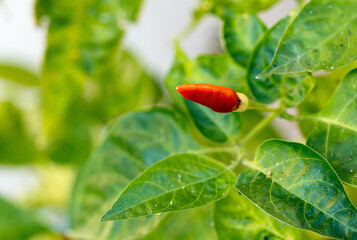 Fresh chili peppers on the branch
