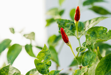 Fresh chili peppers on the branch