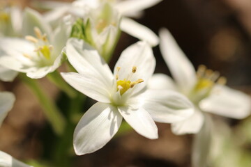 White noble flower "Ornithogalum" closeup photo