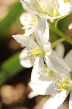 White noble flower "Ornithogalum" closeup photo