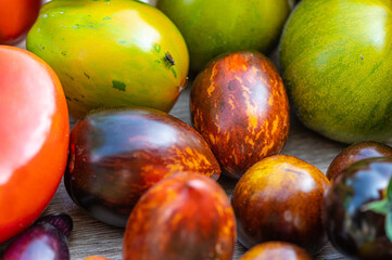 freshly picked tomatoes of different varieties and colors on a table in the garden, closeup