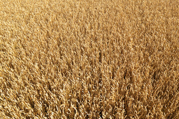 wheat field, ears of golden wheat closeup, background of ripening ears of meadow wheat field