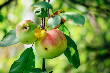 juicy, ripe apples, illuminated by the rays of the sun on the branch of an apple tree.autumn fruit...
