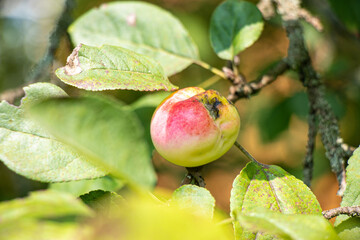 juicy, ripe apples, illuminated by the rays of the sun on the branch of an apple tree.autumn fruit...