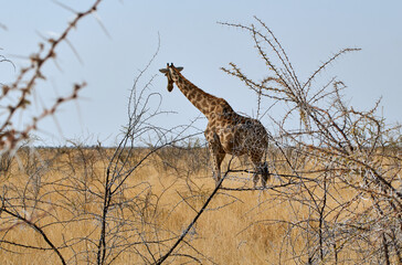 Giraffe (Giraffa camelopardalis) behind thorn bush at Etosha national park, Namibia, Africa.