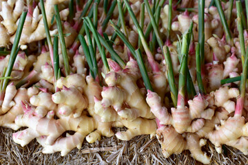 harvest ginger root on field agricultural area. fresh ginger plant farm. A lot of Ginger Root. for...