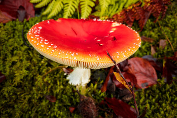 fly mushroom in forest