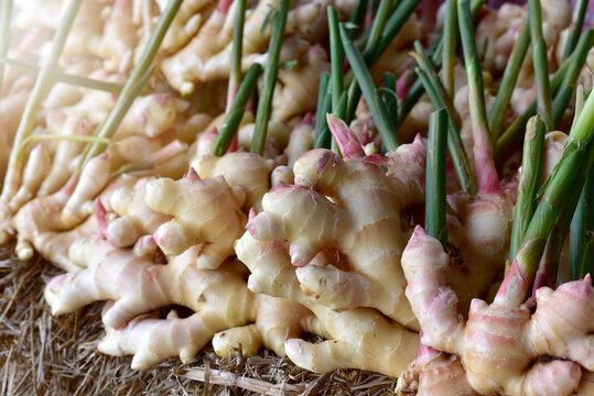 harvest ginger root on field agricultural area. fresh ginger plant farm. A lot of Ginger Root. for sold in the market.