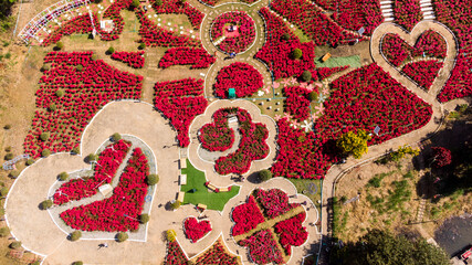 PHU RUA, THAILAND - Nov 25, 2021 : The 10th Phu Ruea Christmas Tree Festival Tourists enjoy of Christmas star, of blooming poinsettia trees a garden under a beautiful in rural. aerial view from drone