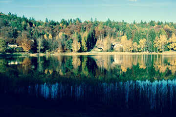 lake and forest