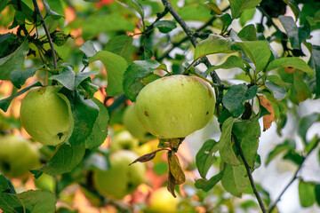 juicy, ripe apples, illuminated by the rays of the sun on the branch of an apple tree.autumn fruit harvest	
