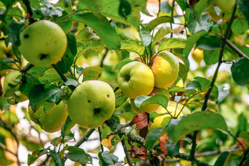 juicy, ripe apples, illuminated by the rays of the sun on the branch of an apple tree.autumn fruit...