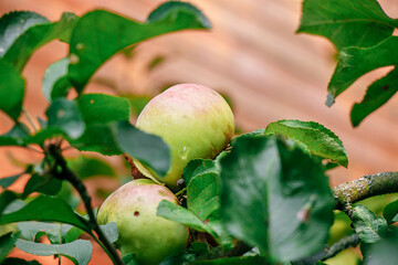 juicy, ripe apples, illuminated by the rays of the sun on the branch of an apple tree.autumn fruit...