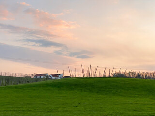 Fototapeta na wymiar Pfaffenhofen Hops field after harvesting phase with sunset background