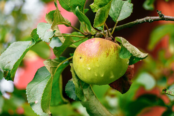 juicy, ripe apples, illuminated by the rays of the sun on the branch of an apple tree.autumn fruit...