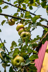 juicy, ripe apples, illuminated by the rays of the sun on the branch of an apple tree.autumn fruit harvest