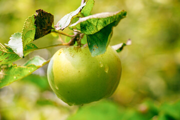 juicy, ripe apples, illuminated by the rays of the sun on the branch of an apple tree.autumn fruit harvest