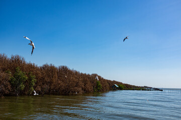 seagulls flying over the sea