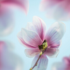 Close up of white and pink magnolia flowers bloom at blurred nature background. Bottom view. Outdoor