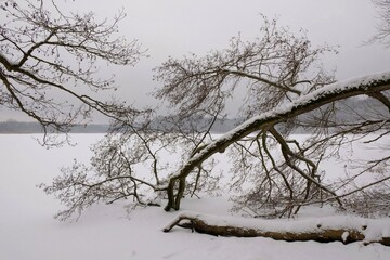 Fototapeta na wymiar Beautiful snowy trees over lake in misty day