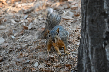Squirrel at Descanso Gardens