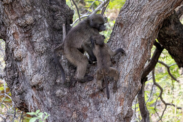 Junger Bärenpavian ärgert seine Mutter kletternd in einer Astgabel
