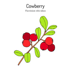 Cowberry Vaccinium vitis-idaea , edible and medicinal plant