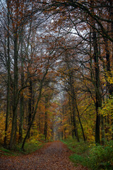 Fototapeta premium Wald im Herbst
