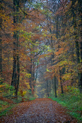 Wald im Herbst