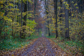 Wald im Herbst