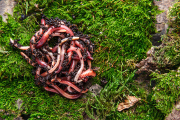 Many living earthworms for fishing in the soil, background