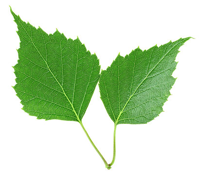 Green birch leaves isolated on a white background, top view.