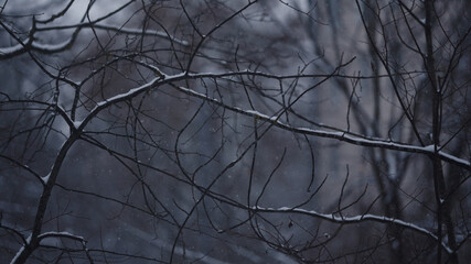 closeup shot of snowfall with tree branches on background
