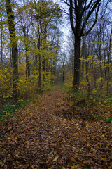 Wald im Herbst