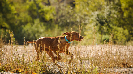 Young Vizsla dog running through field and weeds
