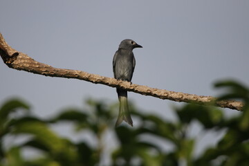 Close up Grey bird hanging on tree branch