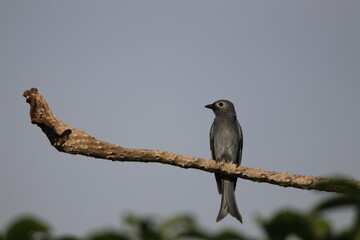 Close up Grey bird hanging on tree branch