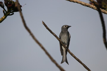 Close up Grey bird hanging on tree branch